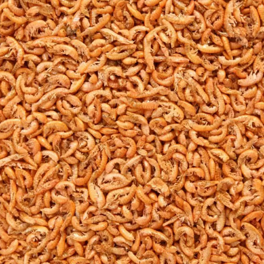 Гаммарус крупный