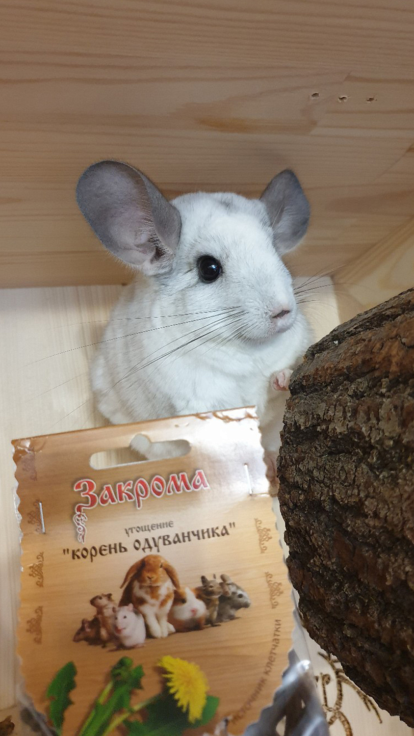 Угощение «Корень одуванчика»